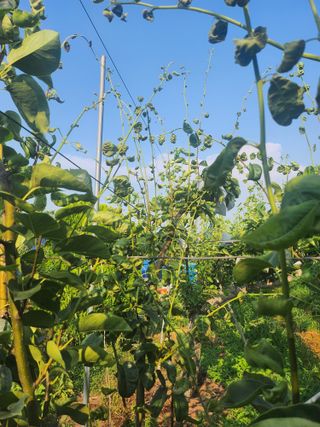 김제용지농원원장님의 팜모닝 토론방 · 주제제안 작성글 사진