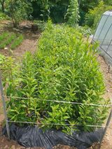 팜모닝 자유주제·자유게시판 게시글 이미지