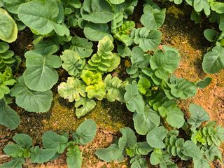 충남 초보농사꾼님의 농사, 무엇이든 물어보세요! · 참여글 작성글 사진