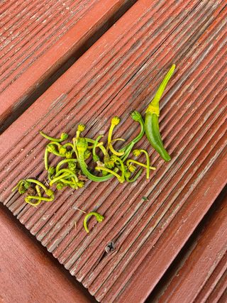 함영태님의 농사, 무엇이든 물어보세요! · 참여글 작성글 사진