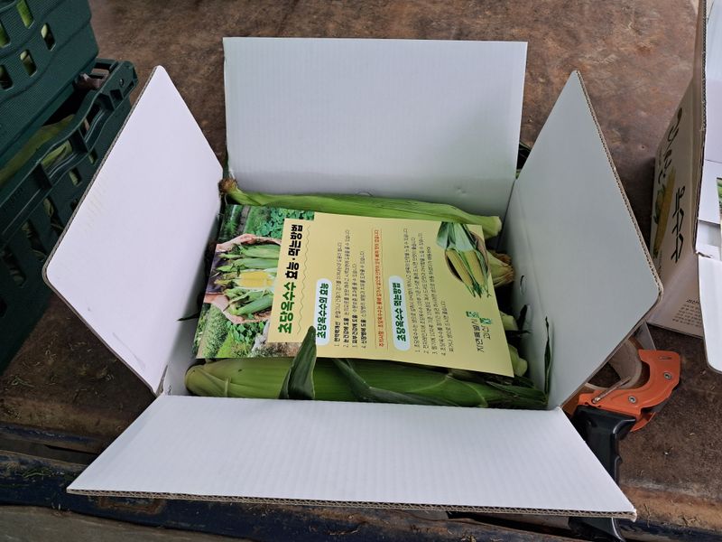 음두임님의 장터 판매 상품 [괴산 초당옥수수] 첨부 사진