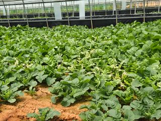 충남 초보농사꾼님의 농사, 무엇이든 물어보세요! · 참여글 작성글 사진