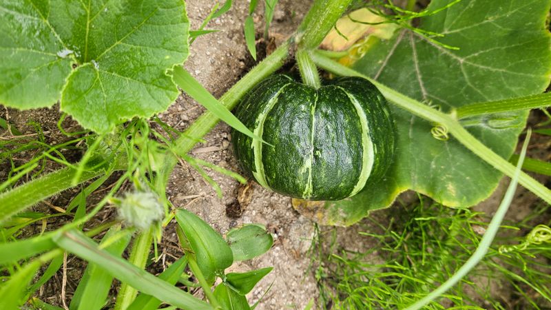 강옥만님의 장터 판매 상품 [사포닌성분 미니밤호박 5kg] 첨부 사진