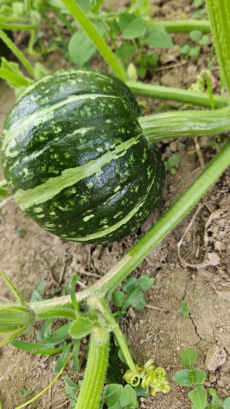 강옥만님의 장터 판매 상품 [사포닌성분 미니밤호박 5kg] 첨부 사진