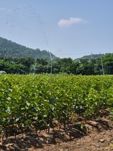 팜모닝 자유주제·자유게시판 게시글 이미지