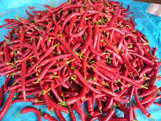 박린님의 자유주제 · 자유게시판 작성글 사진