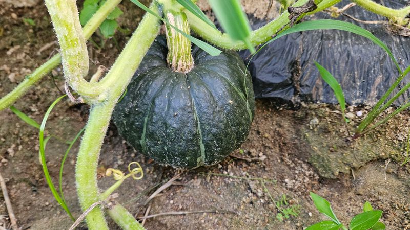 강옥만님의 장터 판매 상품 [사포닌성분 미니밤호박 5kg] 첨부 사진