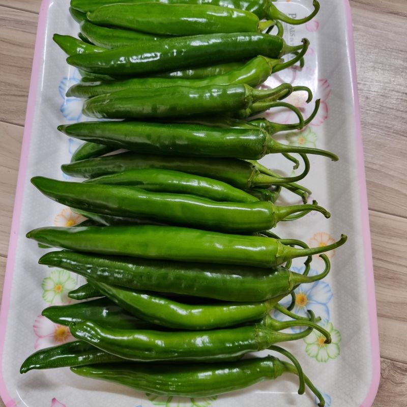 훈&팜님의 장터 판매 상품 [미인고추풋고추 1kg] 첨부 사진