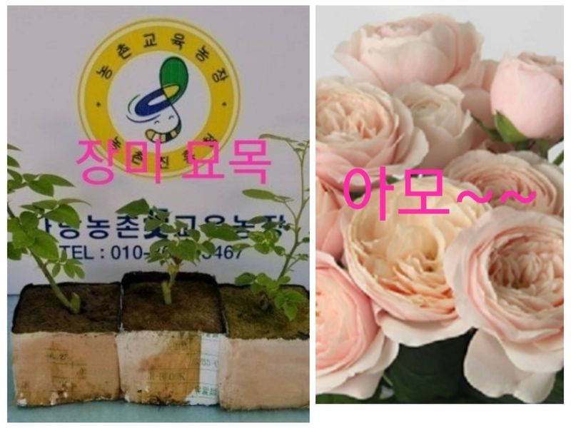 장터 상품 [신품) 예쁜 장미묘 1종(4개)] 썸네일