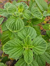 팜모닝 농사, 무엇이든 물어보세요!·참여글 게시글 이미지