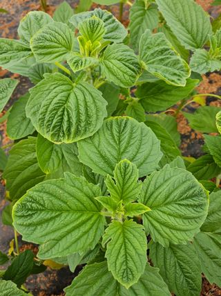 초보농부님의 농사, 무엇이든 물어보세요! · 참여글 작성글 사진