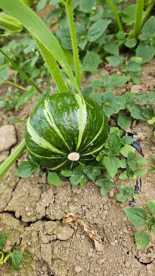 강옥만님의 작성글 사진