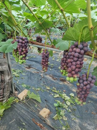 포도캠벨 메가불랙님의 작성글 사진