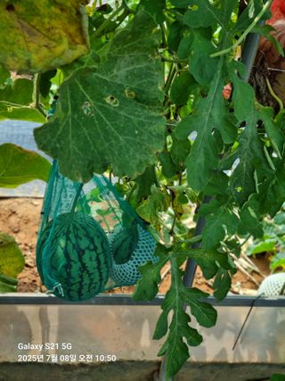 조애순님의 자유주제 · 자유게시판 작성글 사진