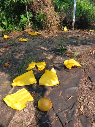 신현철님의 농사, 무엇이든 물어보세요! · 참여글 작성글 사진