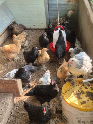 천운산님의 자유주제 · 자유게시판 작성글 사진