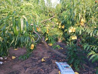 신현철님의 농사, 무엇이든 물어보세요! · 참여글 작성글 사진