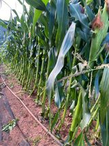 팜모닝 자유주제·자유게시판 게시글 이미지