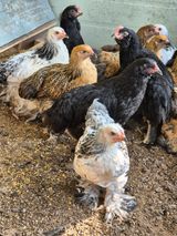 팜모닝 자유주제·자유게시판 게시글 이미지