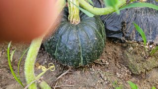 강옥만님의 작성글 사진