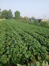 팜모닝 농사, 무엇이든 물어보세요!·참여글 게시글 이미지