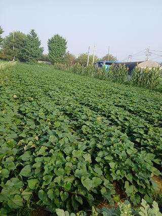 호박16023님의 농사, 무엇이든 물어보세요! · 참여글 작성글 사진