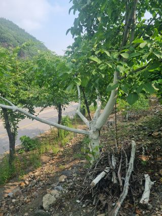 김용대님의 자유주제 · 자유게시판 작성글 사진