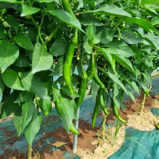 훈&팜님의 작성글 사진