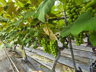태일농산이정수님의 자유주제 · 자유게시판 작성글 사진