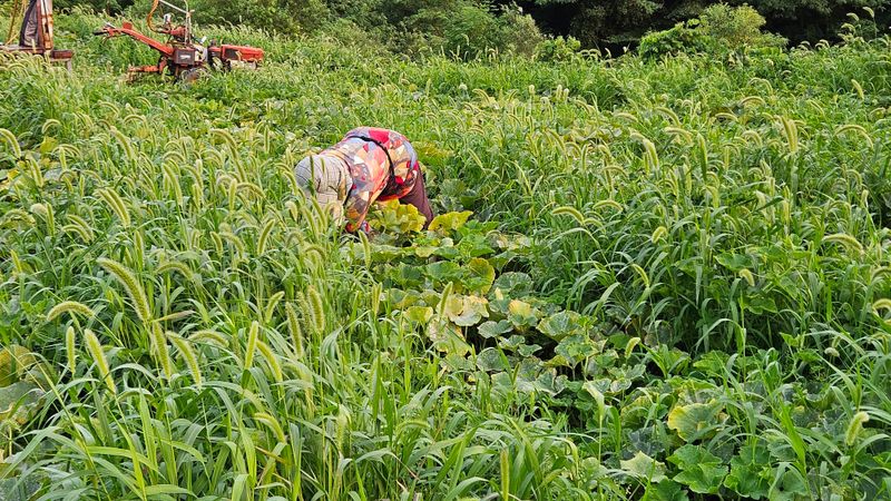 강옥만님의 장터 판매 상품 [사포닌성분 미니밤호박 5kg] 첨부 사진