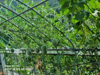 조애순님의 자유주제 · 자유게시판 작성글 사진