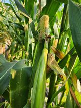 팜모닝 농사, 무엇이든 물어보세요!·참여글 게시글 이미지