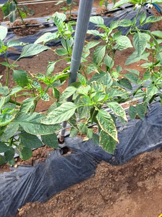 김원구님의 농사, 무엇이든 물어보세요! · 참여글 작성글 사진