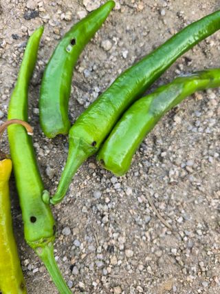 상추9556님의 농사, 무엇이든 물어보세요! · 참여글 작성글 사진