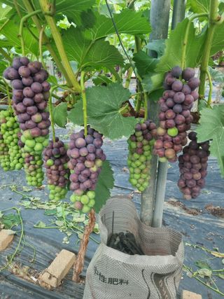 포도캠벨 메가불랙님의 작성글 사진