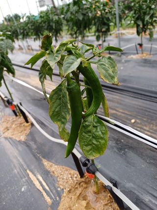 건달들님의 농사, 무엇이든 물어보세요! · 참여글 작성글 사진