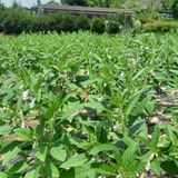 팜모닝 자유주제·자유게시판 게시글 이미지