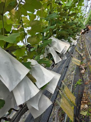 태일농산이정수님의 자유주제 · 자유게시판 작성글 사진