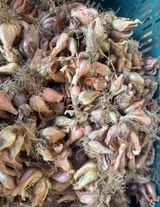 팜모닝 · 게시글 이미지