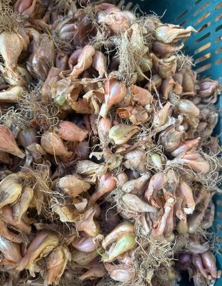 고북면공심채 농인님의 작성글 사진