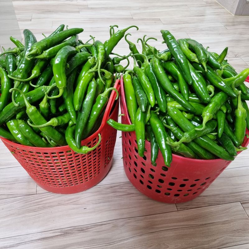 훈&팜님의 장터 판매 상품 [미인고추풋고추 1kg] 첨부 사진