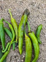 팜모닝 농사, 무엇이든 물어보세요!·참여글 게시글 이미지