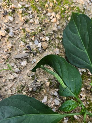 상추9556님의 농사, 무엇이든 물어보세요! · 참여글 작성글 사진