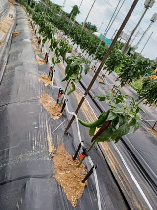 건달들님의 농사, 무엇이든 물어보세요! · 참여글 작성글 사진