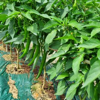 훈&팜님의 작성글 사진