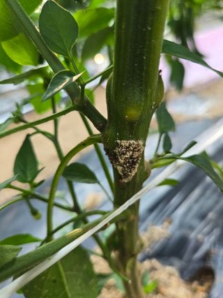 상추9556님의 농사, 무엇이든 물어보세요! · 참여글 작성글 사진