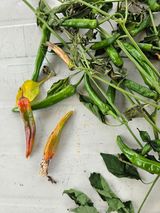 팜모닝 자유주제·자유게시판 게시글 이미지