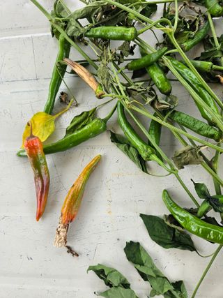 정재남님의 자유주제 · 자유게시판 작성글 사진