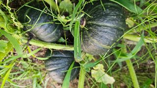 강옥만님의 작성글 사진