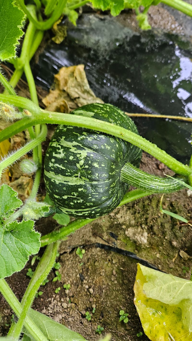 강옥만님의 장터 판매 상품 [사포닌성분 미니밤호박 5kg] 첨부 사진